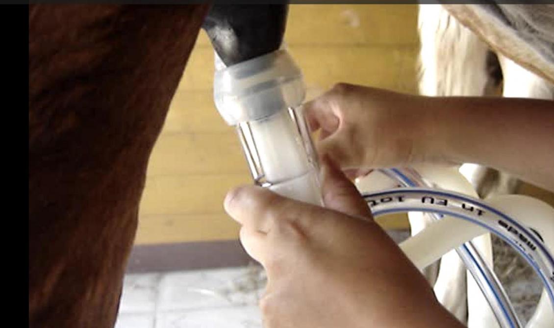 Le lait de jument suscite encore de nombreuses appréhensions. Pour certains, traire une jument reste surprenant. Ils pensent également que le poulain est privé de lait.