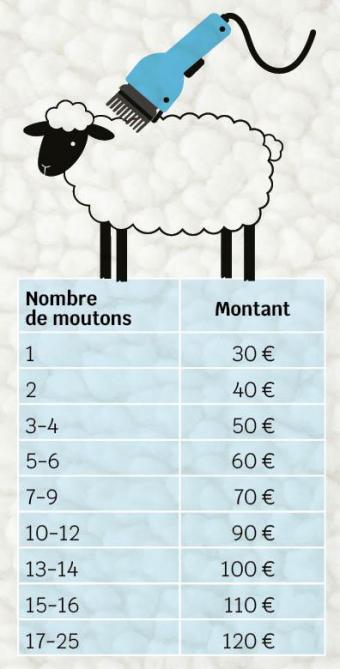 12-mouton-tonte-01-web