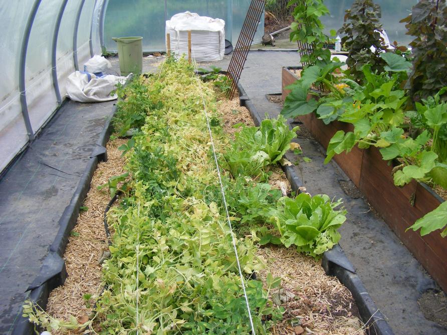 Le palissage de  la végétation permet de limiter son étalement  au sol et facilite l’installation de plantes voisines.
