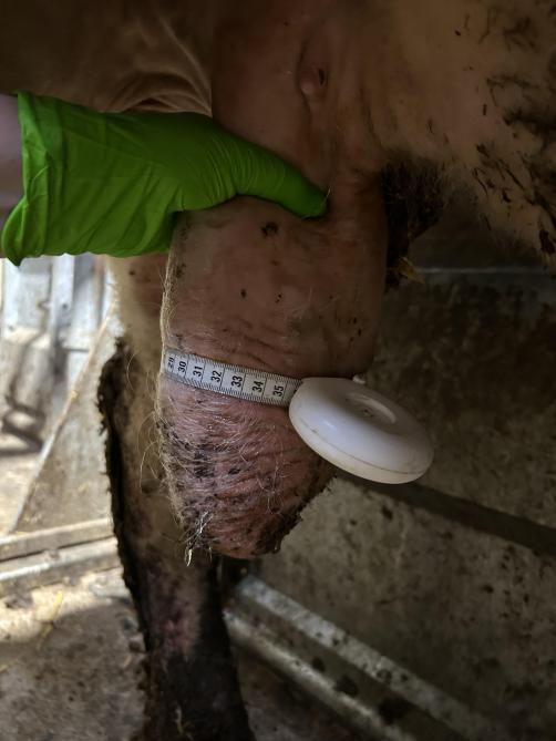 Pour la mesure de la circonférence scrotale, le mètre ruban est placé autour de la partie la plus large  du scrotum et serré jusqu'à ce que la peau  soit légèrement comprimée.