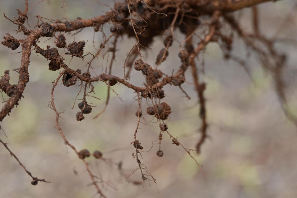 C’est dans les nodosités, véritables excroissances du système racinaire, que résident les bactéries rhizobiennes captant l’azote atmosphérique dont bénéficie la culture tout au long de son développement.