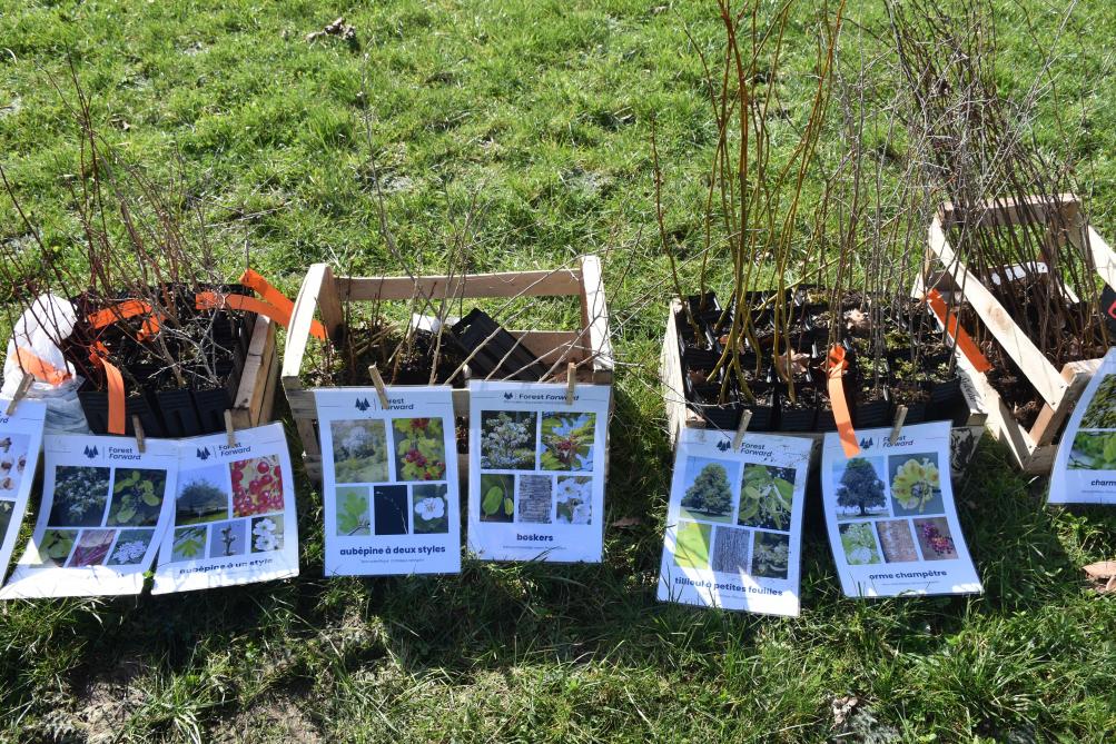 Chêne, tilleul, charme, sorbier, aubépine ou encore prunelier, autant d’essences locales qui peupleront la micro-forêt.
