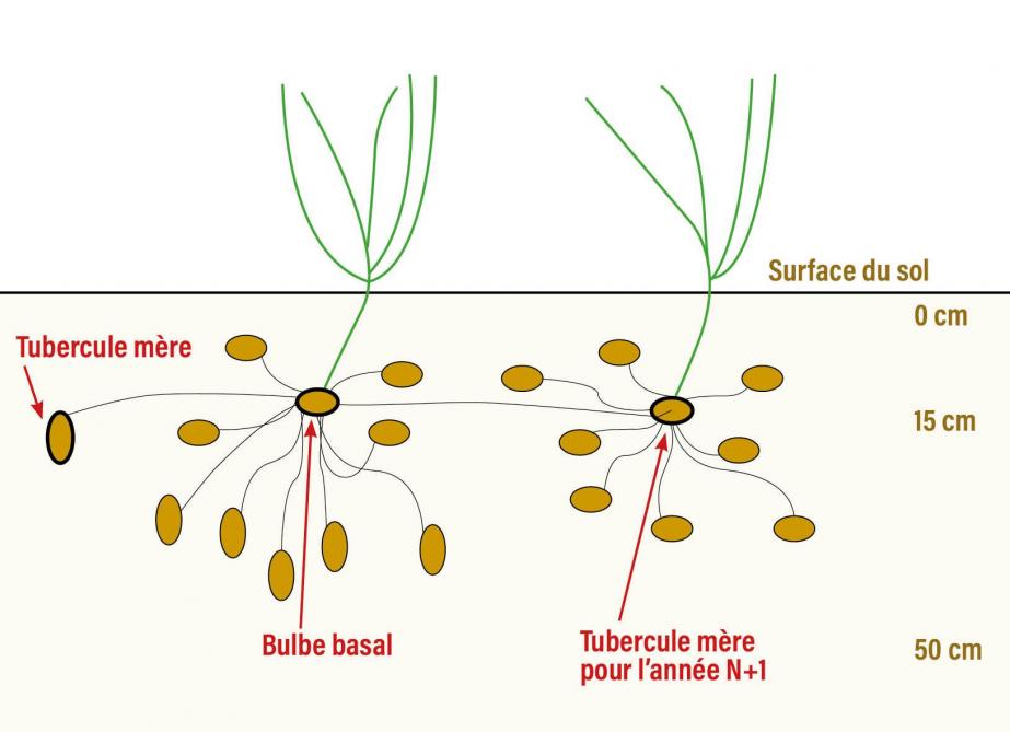 Schéma de multiplication du souchet comestible (Source : Fiwap)