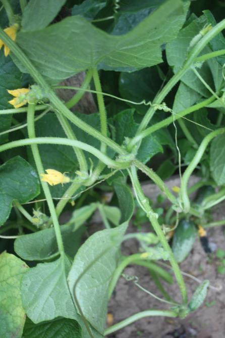 Lorsque l'humidité relative est très basse, souvent  associée à des températures élevées, la coulure peut être constatée suite à de mauvaises fécondations  des fleurs.