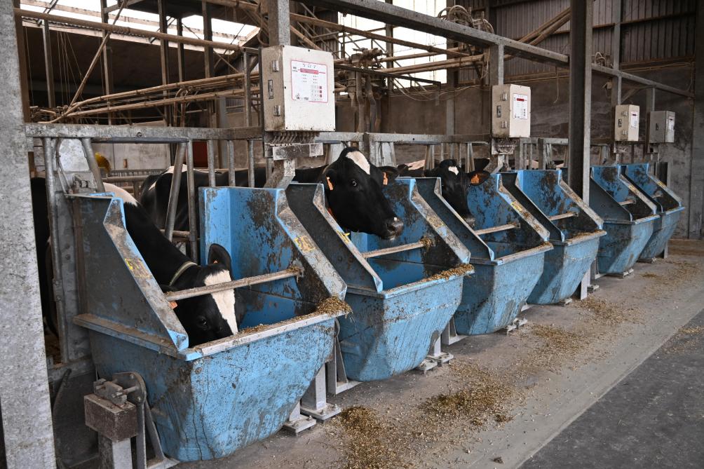 Dans le cadre de recherches sur la nutrition, une auge expérimentale permet de mesurer l’ingestion individuelle des vaches, donnant la possibilité d’adapter les rations à chaque animal.