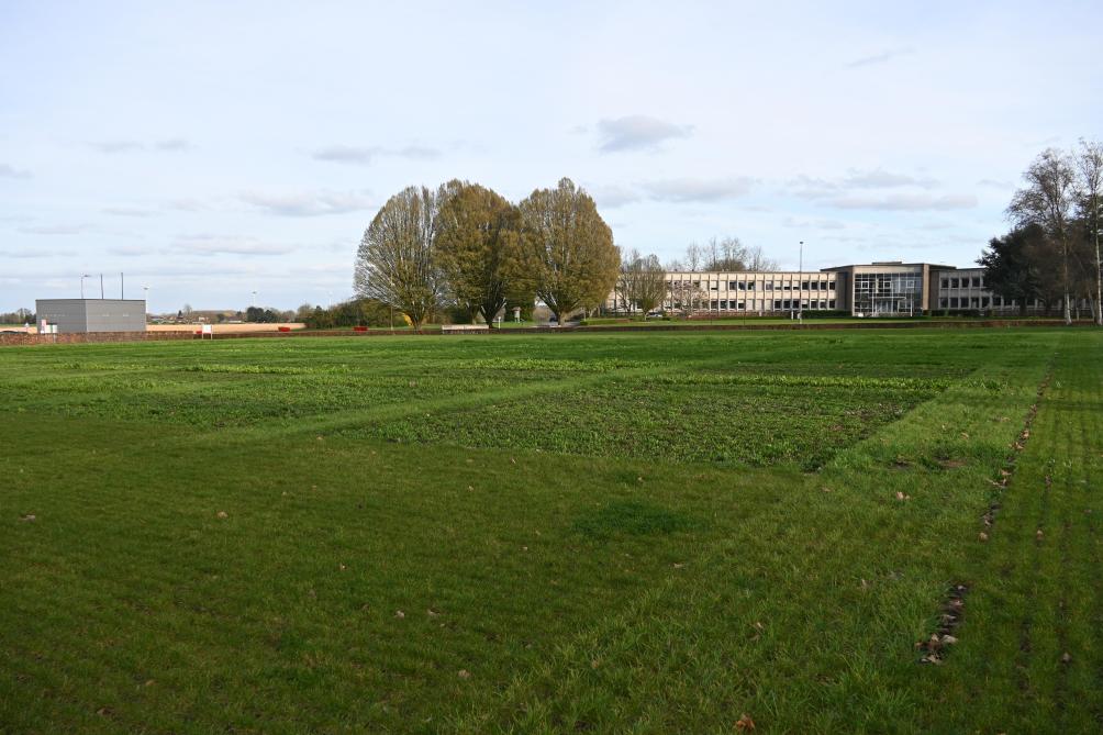 L’Ilvo dispose de plus de 90 ans d’expertise dans la sélection de graminées fourragères. Aujourd’hui, la monoculture laisse sa place au développement de variétés adaptées aux cultures en mélange. Parmi ces variétés figurent le ray-grass anglais, les trèfles ou encore le plantain lancéolé.