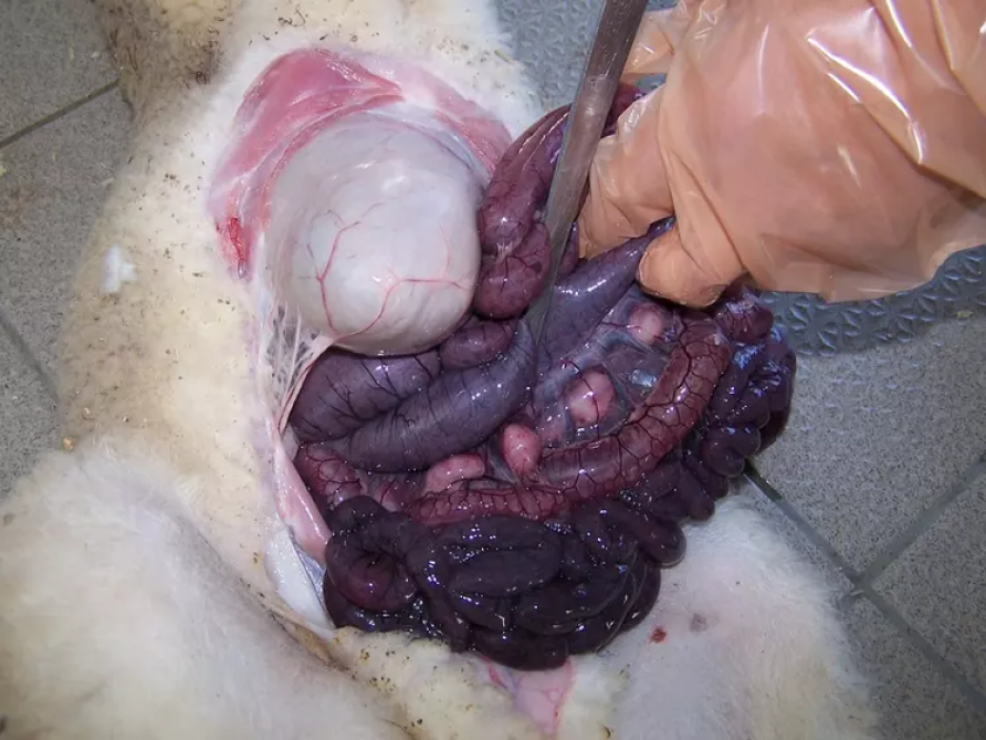 Figure 1 : les lésions de la pathologie.