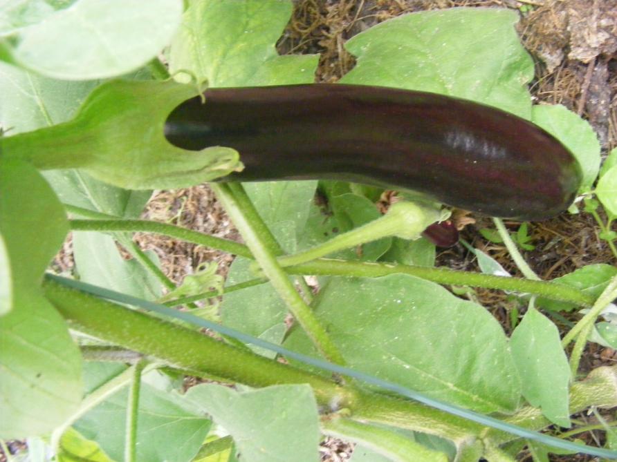 Des cultures exigeantes en chaleur peuvent être produites sur une durée un peu plus longue. Un petit chauffage  de secours reste prudent en cas  de besoin.