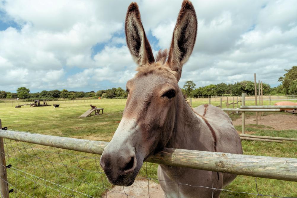 Très sociable, doux, et patient, l’âne est devenu  l’emblème du gîte «Le Flâne’heure»