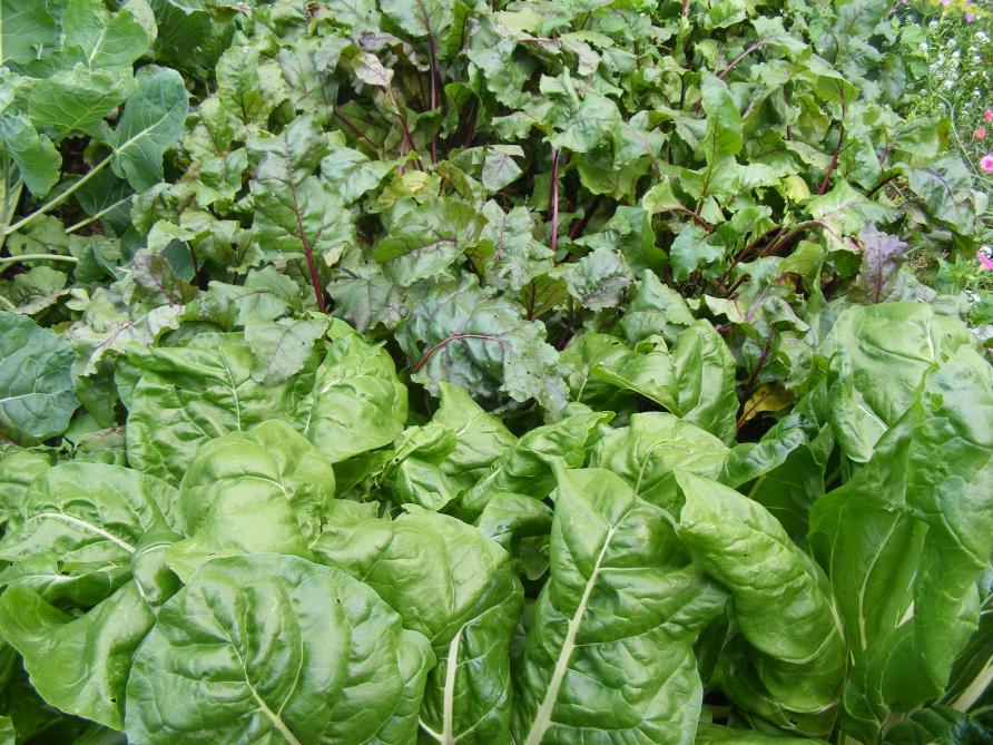 La bette possède un développement fort du feuillage. Ici, elle se trouve à côté de la betterave potagère.
