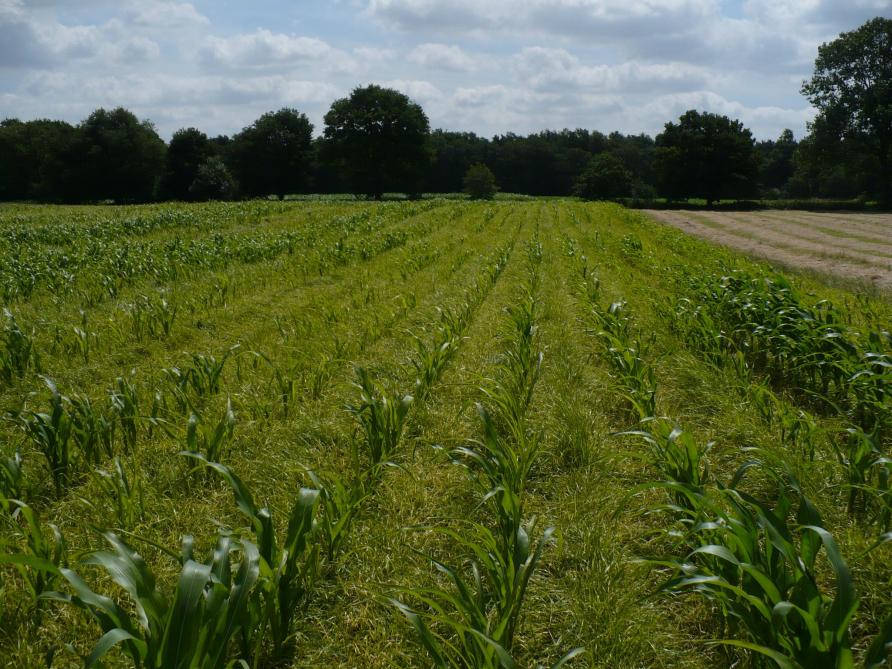 Le souchet comestible, plante invasive en forte expansion, nécessite une vigilance accrue et des mesures préventives strictes pour limiter sa propagation entre parcelles.