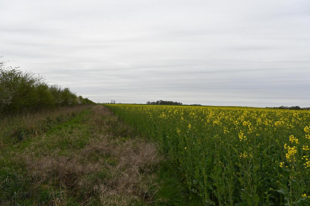 Le colza est systématiquement implanté avec des plantes compagnes (trèfle, lin, niger) afin de renforcer la culture et de limiter les interventions. Le parcellaire de la ferme de Géronvillers est par ailleurs structuré par des haies et intègre des Maec.
