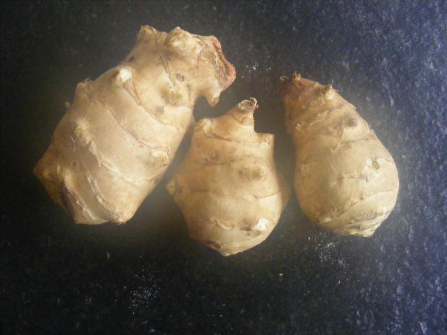 Les tubercules sont récoltés au fur et à mesure  des besoins. Il se conservent très bien dans le sol.  En cave, par contre, ils se déshydratent rapidement.