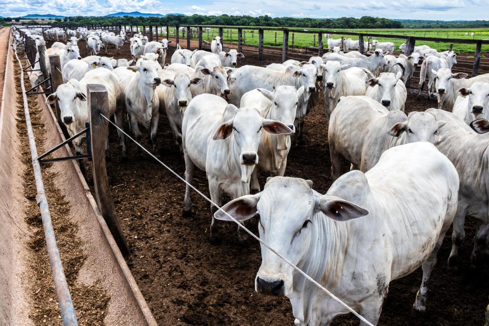 Dans plusieurs pays du Mercosur, le secteur de  la viande s’est structuré autour de groupes  industriels d’une taille  et d’une intégration sans  équivalent en Europe.
