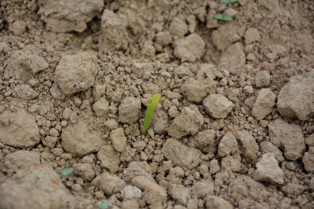 Le maïs, tant fourrager que grain, a été semé avec une avance notable sur le calendrier habituel ; preuve, une fois encore, que l’agriculture n’est pas une affaire de dates.