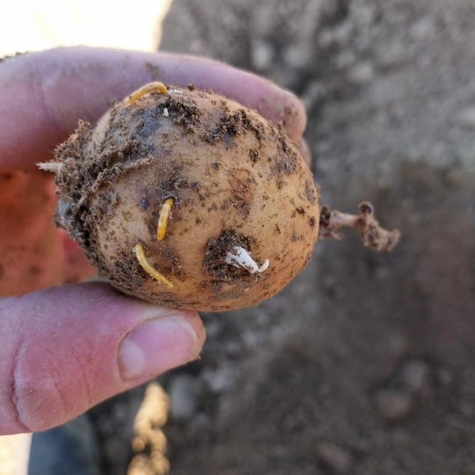 Galeries, morsures et pertes de qualité : les attaques de taupins peuvent fortement dégrader la valeur commerciale des pommes de terre.