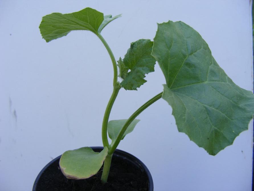 La première taille est décidée lorsque le melon forme  sa 4 e  vraie feuille.