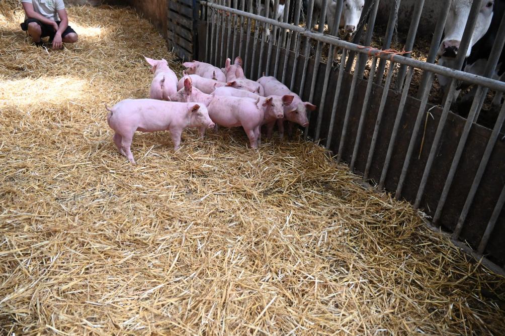 Les porcs, Piétrain-Landrace, recoivent du lait entier des vaches laitières.