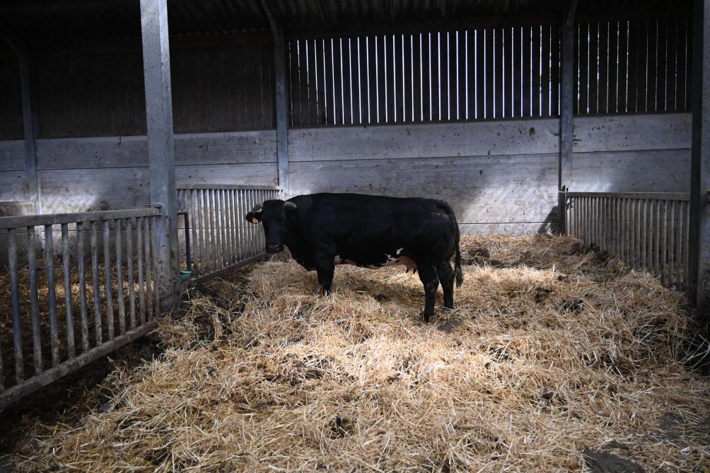 La famille met en place un engraissement plus long pour ses vaches, comme pour celle-ci âgée 11 ans.