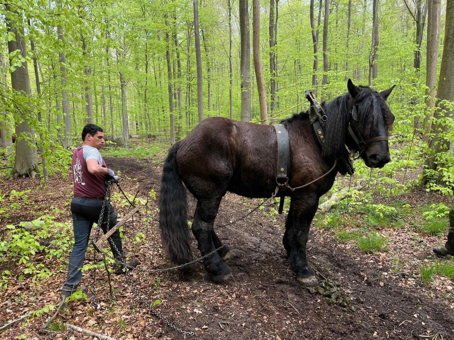 L’Asbl perpétue la tradition du débardage en forêt de Soignes.