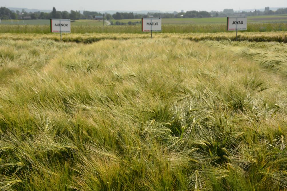Maelys, premier escourgeon d’origine Unisigma commercialisé par le semencier d’Hacquegnies, se montre très résistant au bris de tige.