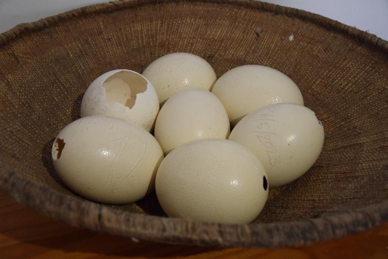 oeuf j