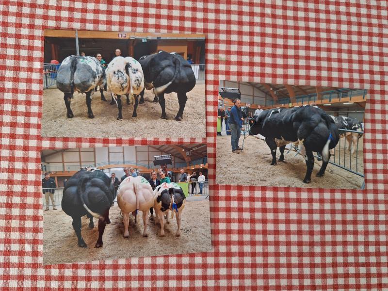 Au marché-concours de Libramont en 2022 où la famille avait remporté le 1 er  prix au concours de raceuses avec  la mère de ce taureau (Attribut X Lennie),  et le 1 er  prix des taureaux avec 5049.