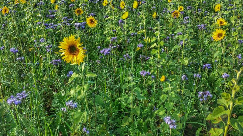 Entre autres critères, Christophe Jolly sélectionne des mélanges variés aux systèmes racinaires complémentaires pour renforcer la structure du sol.