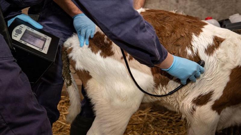 L’échographie pulmonaire d’un veau suspect de pneumonie permet un diagnostic indolore, rapide et précis.