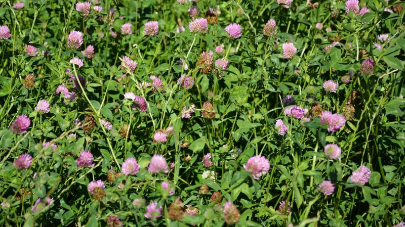Pour les prairies temporaires composées de mélanges contenant des trèfles violets et/ou de la luzerne, les quantités d’azote fixées avoisinent 300 unités/ha et par année, selon les essais de Fourrages Mieux.