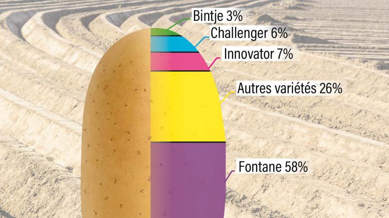 Figure 1 : Répartition de la surface belge de pommes de terre de conservation en 2025