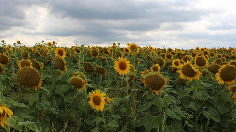 L’implantation de nouvelles cultures tel que le tournesol, le blé dur, sont des pistes de solutions, suite à l’augmentation de la température moyenne. Toutefois, il ne faut pas oublier que le nombre d’années très humides au printemps va augmenter d’ici 2030.
