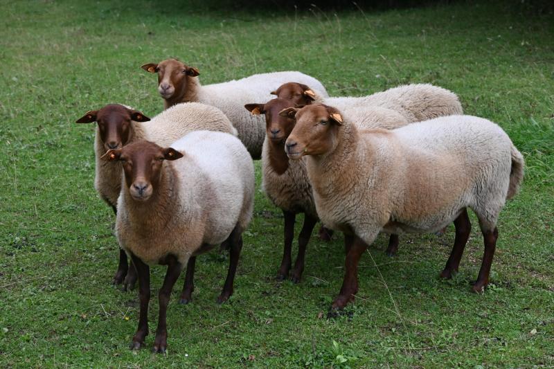 Les premiers écrits mentionnant l’Ardennais roux datent du 16ème ou 17ème siècle. À cette époque, un abbé de l’abbaye de Saint Hubert vantait les mérites du mouton et vendait, chaque semaine, une cargaison d’Ardennais roux, à la cour du Roi de France.