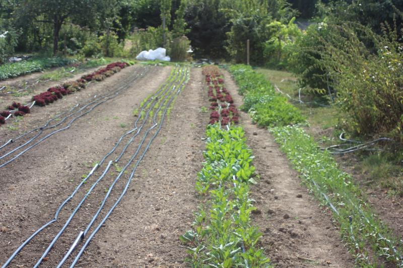 L'espace entre deux haies brise-vents est valorisé au mieux au profit de la qualité des productions.