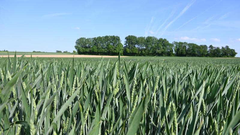 Prévenir l’apparition de résistance commence par varier tout ce qui peut l'être afin d'éviter de sélectionner des adventices capables de résister dans un système de culture trop répétitif.