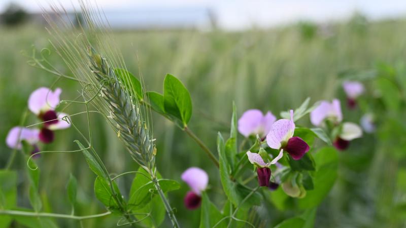 Un des axes de recherche au sein de l’Ilvo concerne les sciences sociales. Un projet sur la santé mentale des agriculteurs a donc vu le jour en 2020. Les résultats ont mis en évidence la nécessité d’une approche intégrée pour améliorer le bien-être agricole.