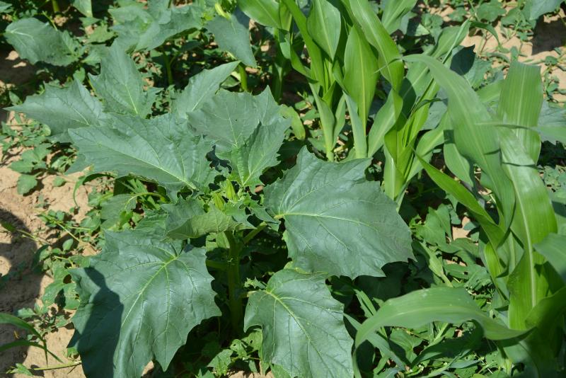 Il est essentiel de maîtriser rapidement les foyers naissants en empêchant toute montée à graines et en maintenant une pression inférieure à 10 plantes/ha.