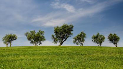trees-790220_1920