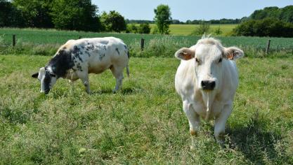 Malgré la disponibilité des doses,  la vaccination préventive n’est pas légion dans les élevages bovins.