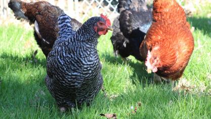 chicken-1332294_1920