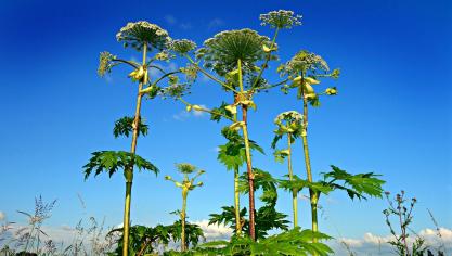 giant-hogweed-1492294_1920