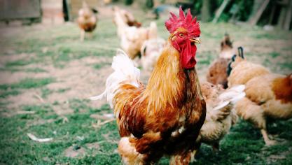 cock-1227484_1920