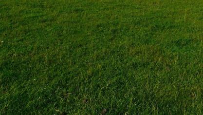 sheep-57706_1920