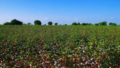cotton-223733_1920