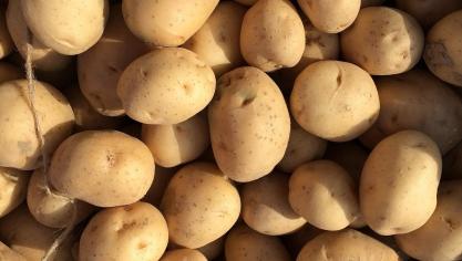 fresh-potato-2145499_1920