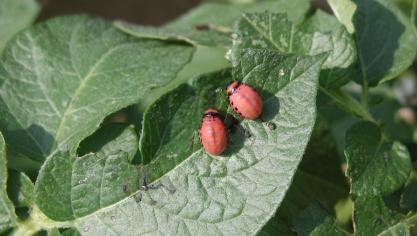 En cas de populations abondantes, il convient d’attendre qu’un maximum d’insectes soit au stade jeune larve.