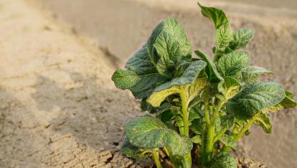 agriculture-2384562_1920