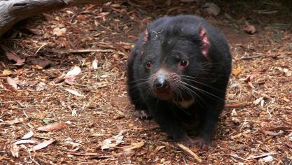 tasmanian-devil-164509_1280