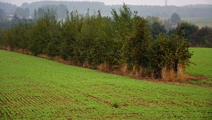 L’agroforesterie permet à l’agriculteur de s’assurer un revenu  supplémentaire, par la revente du bois.