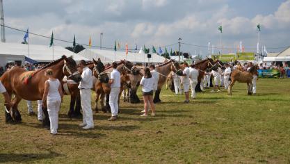 Le Trait Ardennais sera à l’honneur lors de son concours annuel le dimanche.